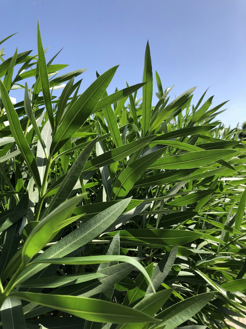 green leafy plants