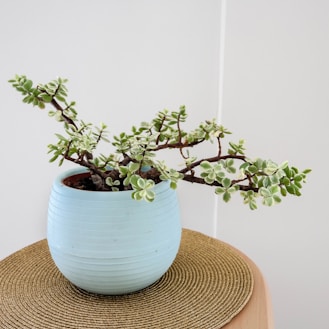 white and green leafy bonsai tree in teal ceramic pot on table