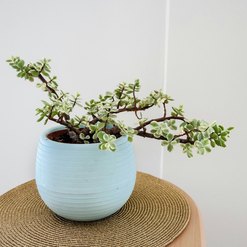 white and green leafy bonsai tree in teal ceramic pot on table