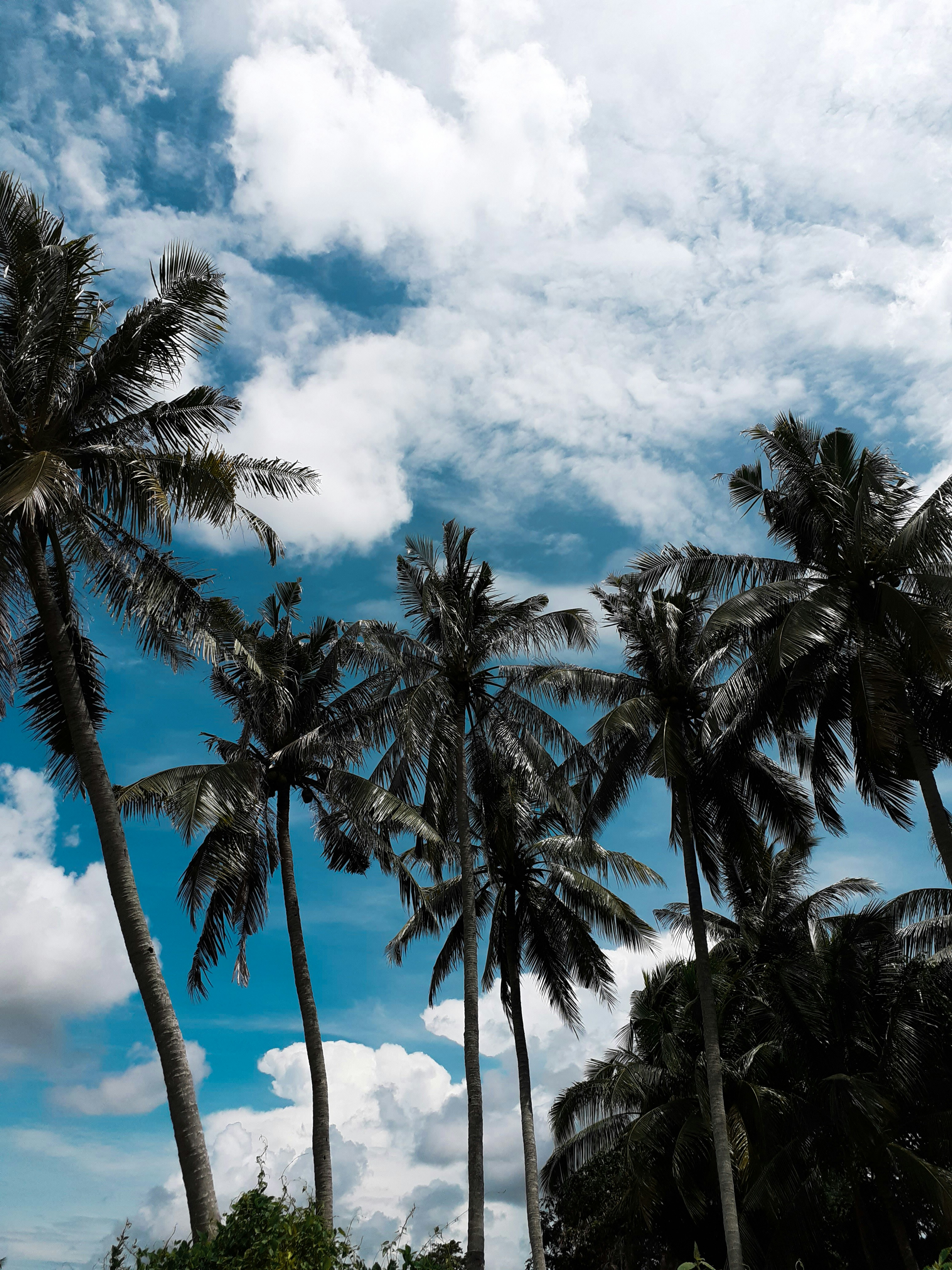 coconut trees