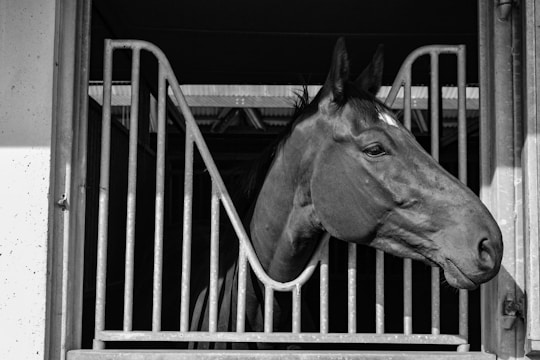 A close-up of a horse with a dark coat, standing in a stable. The focus is on the horse's head, which is framed by metal bars.