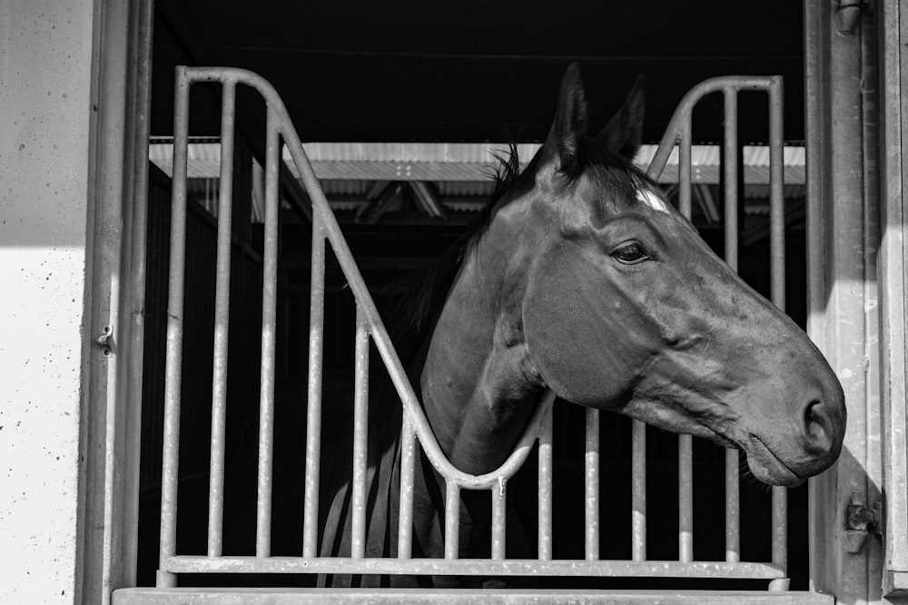 horse in stable with head looking outside