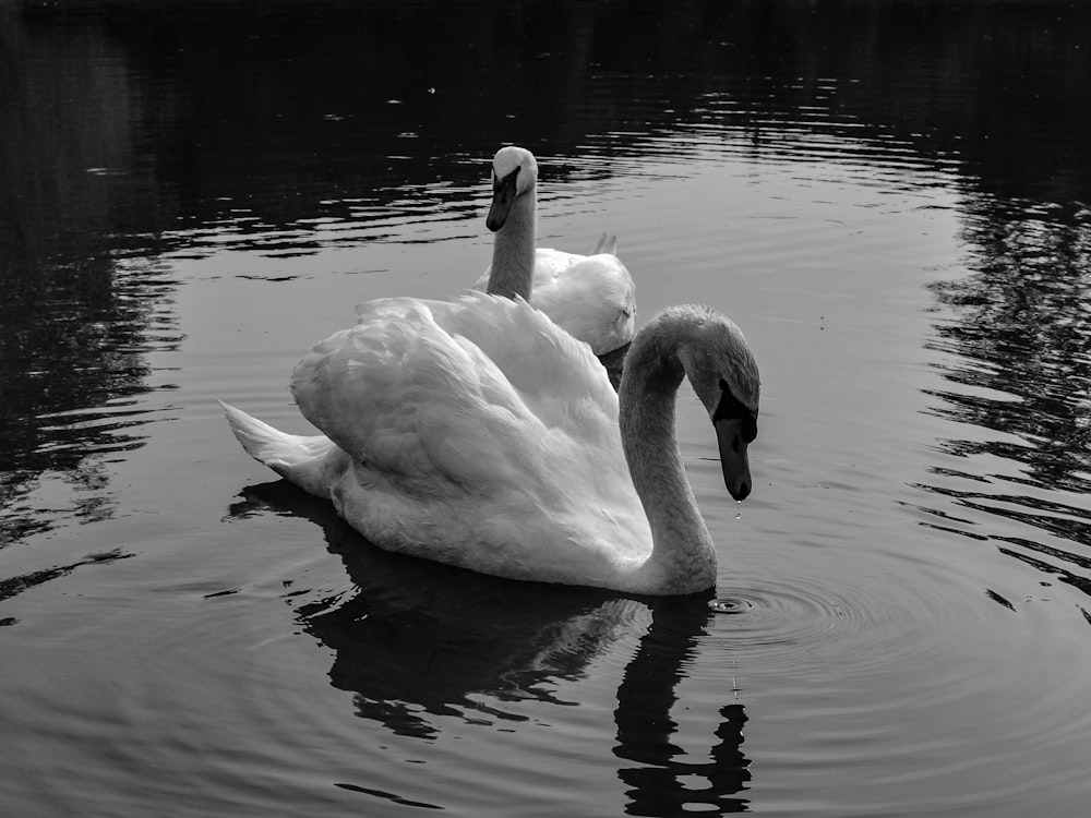 two swans paddling on calm water