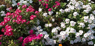 A close-up of vibrant perennial flowers blooming in raised beds under soft morning light.
