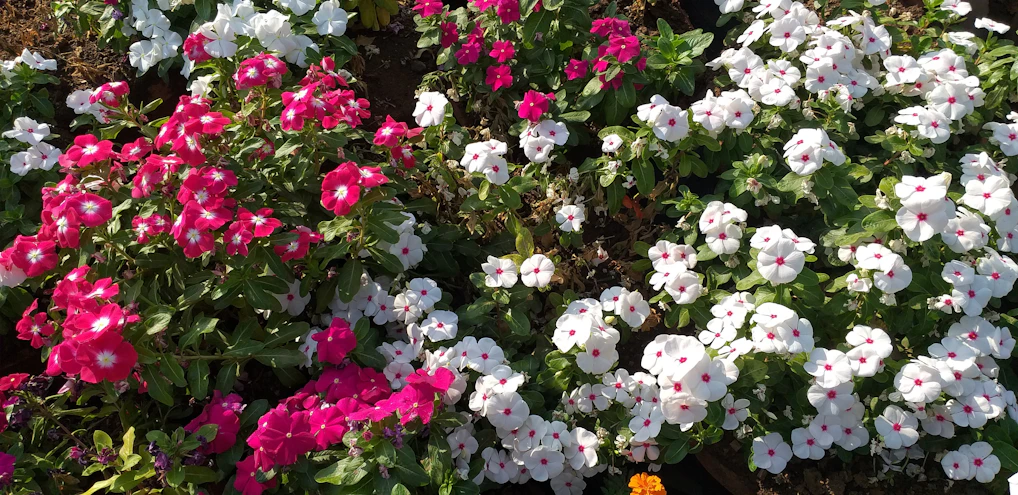 A close-up of vibrant perennial flowers blooming in raised beds under soft morning light.