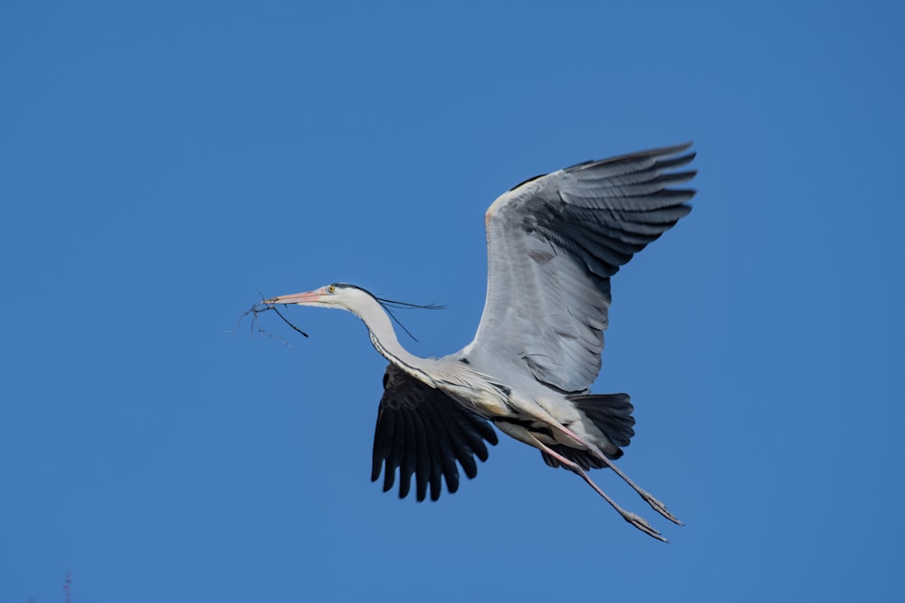 white and grey egret in flight