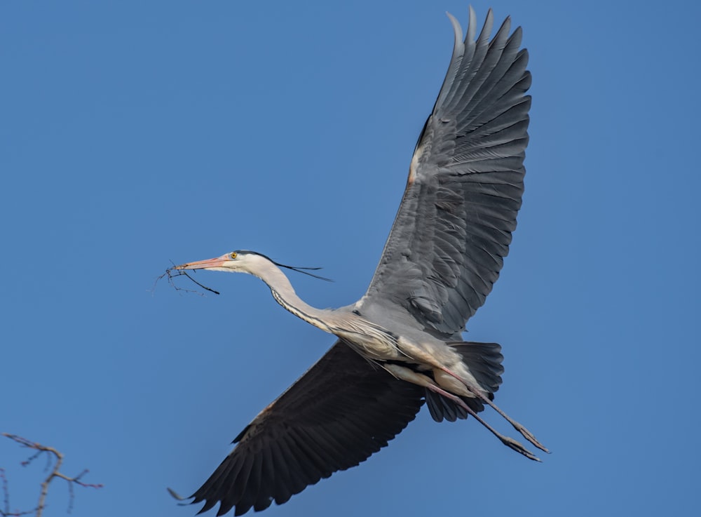 black and gray long beaked bird flying