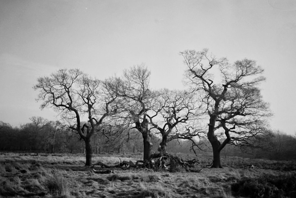 bare trees on field