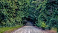 A winding dirt road leads through a dense forest composed of towering evergreen trees. The lush foliage creates a canopy of deep greens, with sunlight filtering through to highlight the gravel path. The tranquil scene appears isolated and serene, inviting exploration and adventure.