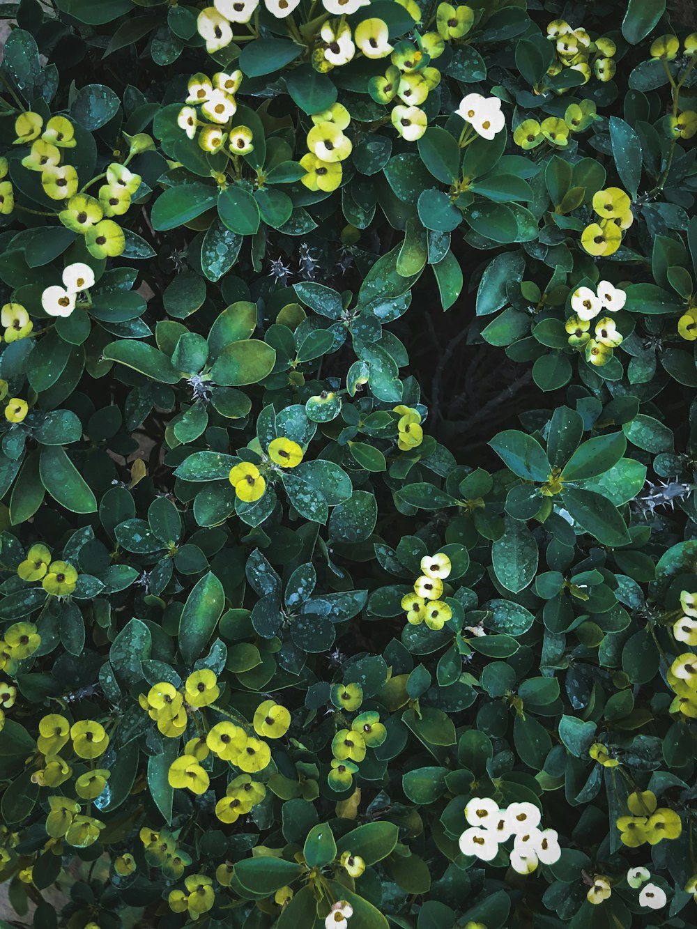 flor de pétalos blancos