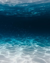 Night Diving Special