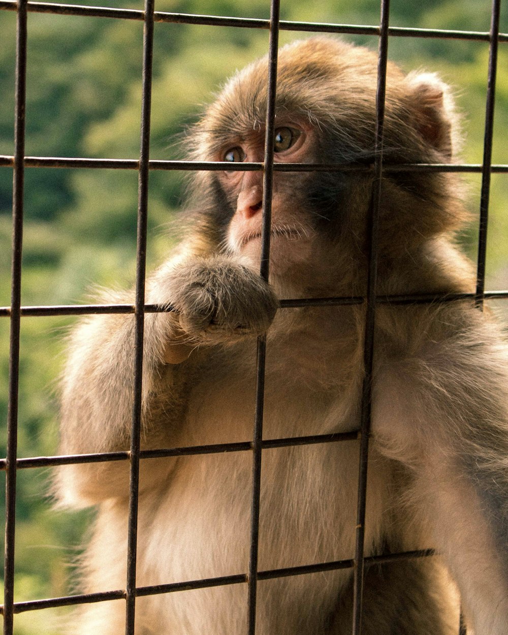 monkey in cage