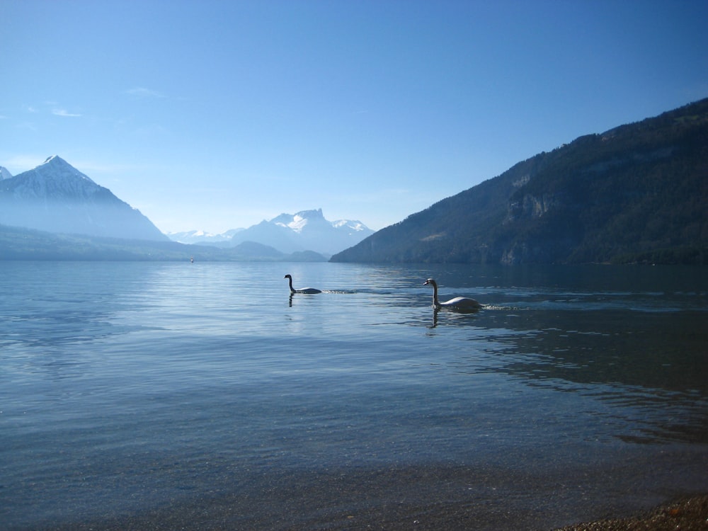 two bird swimming on body of water