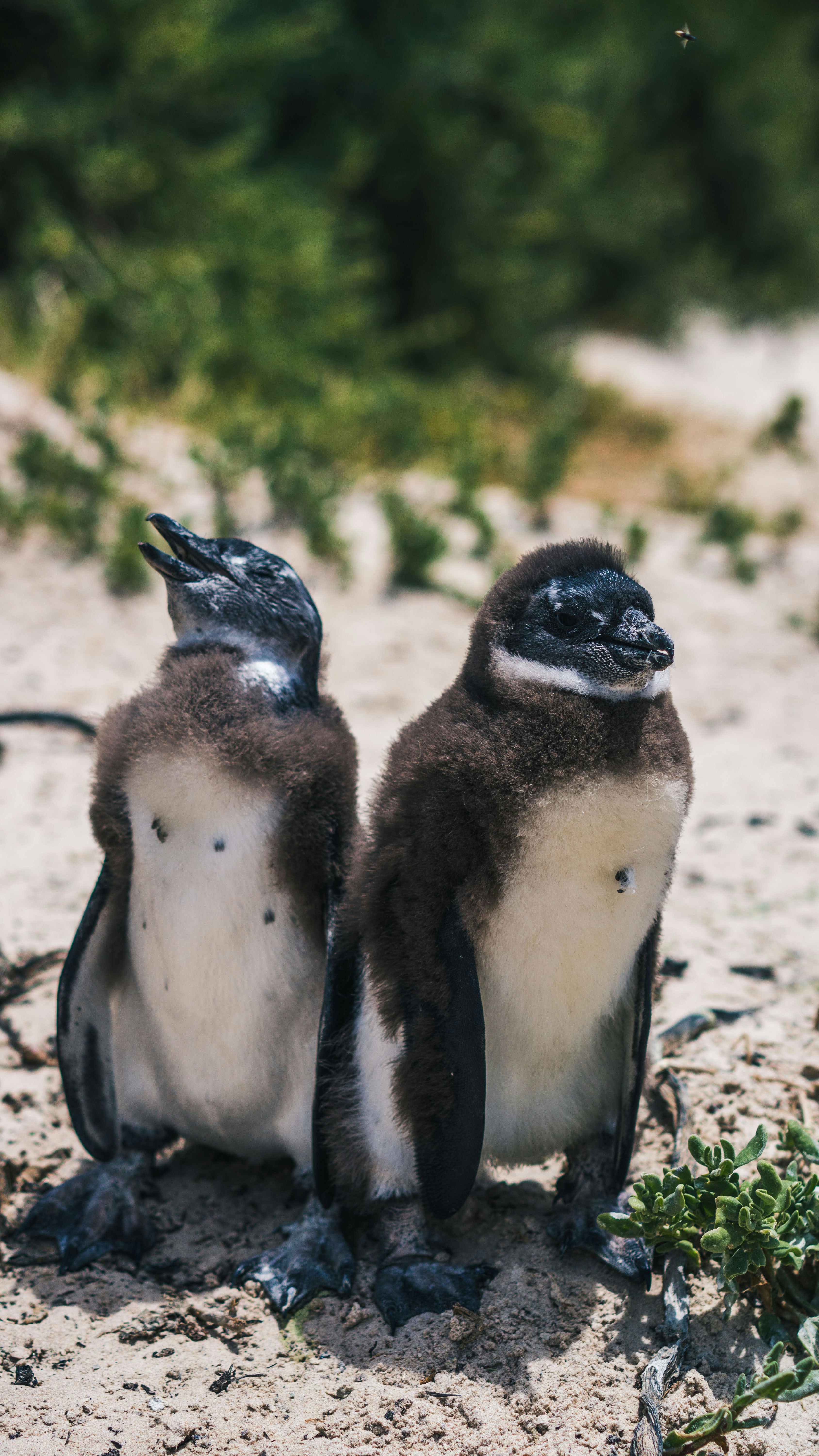 Photo by silasbaisch