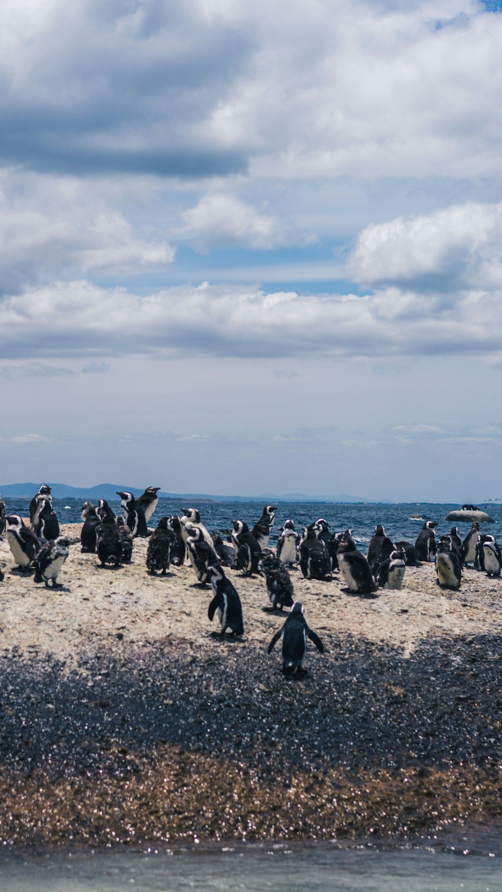 herd of penguins on seashore