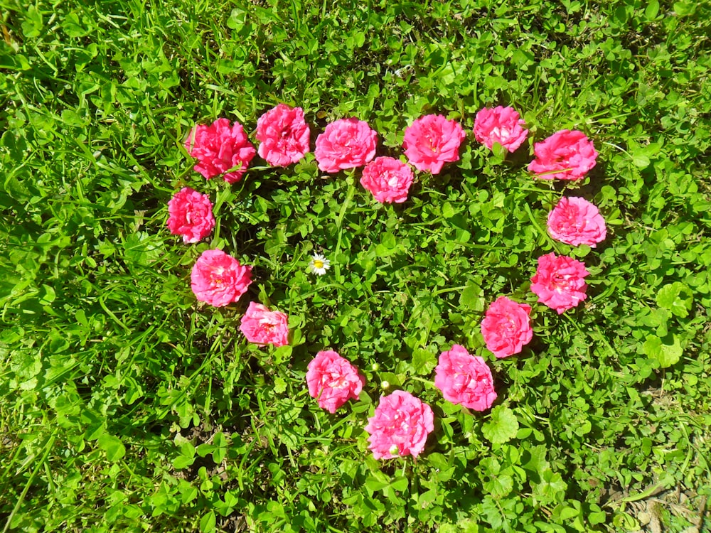 pink flowers on green plants