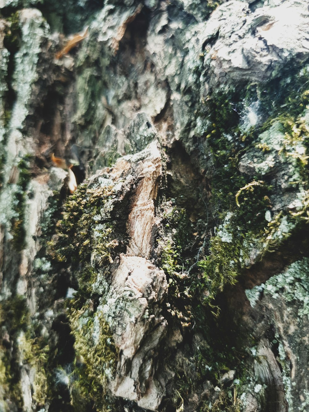 Foto de primer plano de corteza de árbol marrón