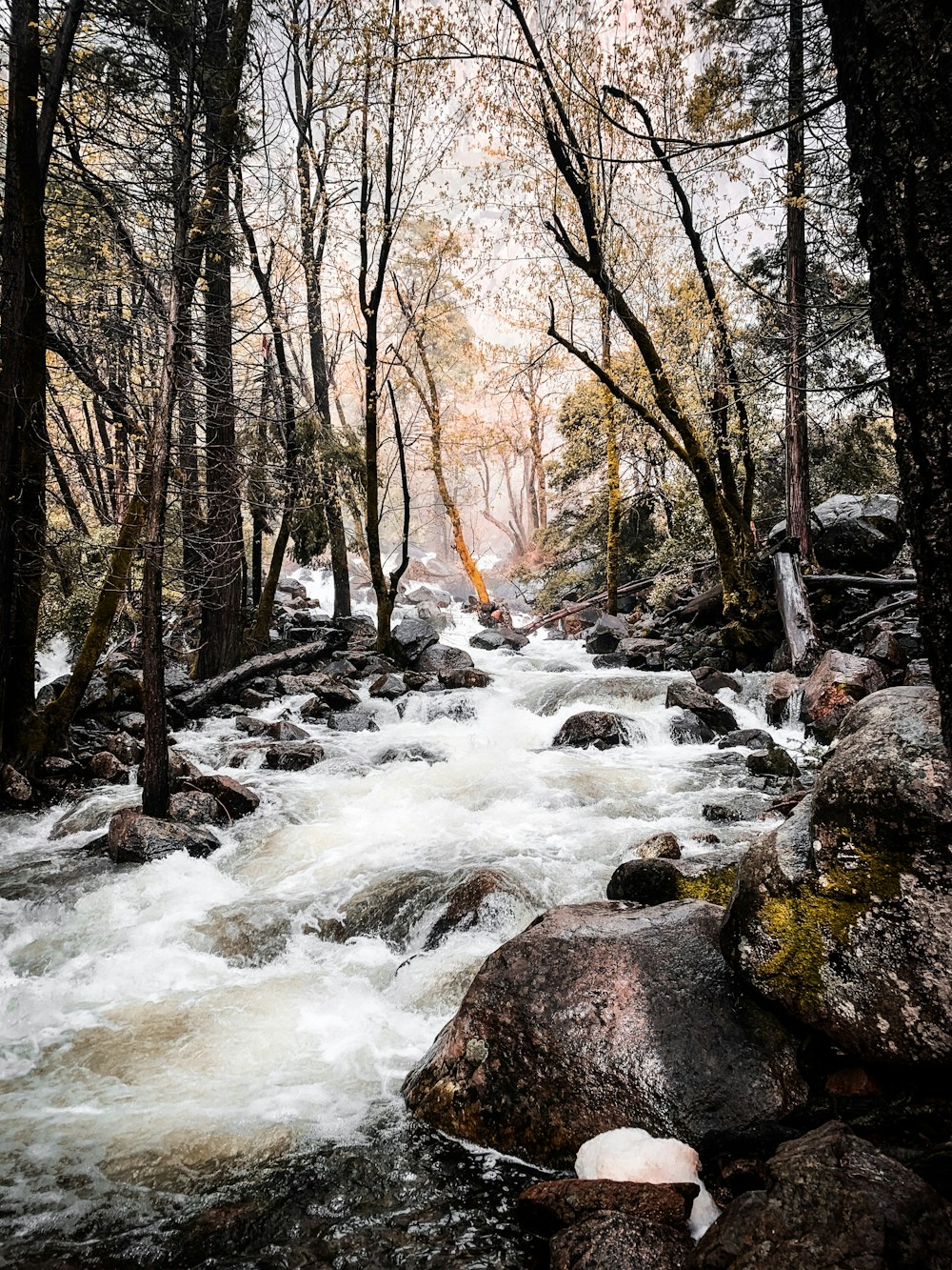 bare tree and waterfalls