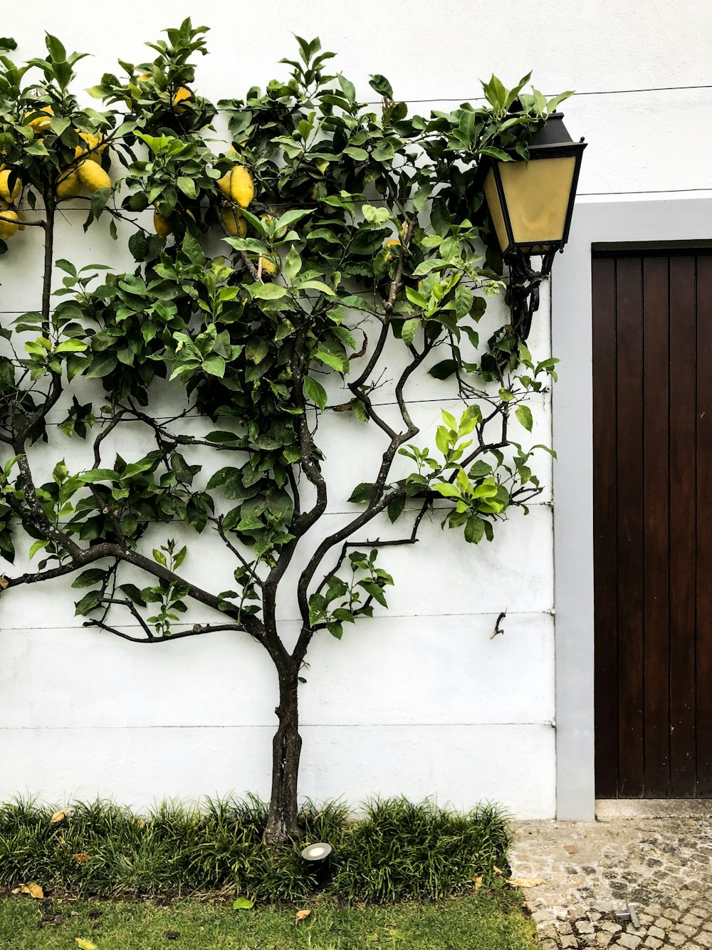 citrus fruit tree near wooden door