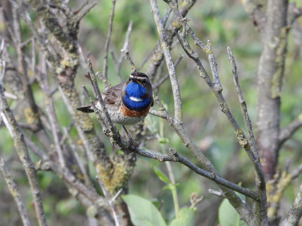 selective focus photo of blue and black bird