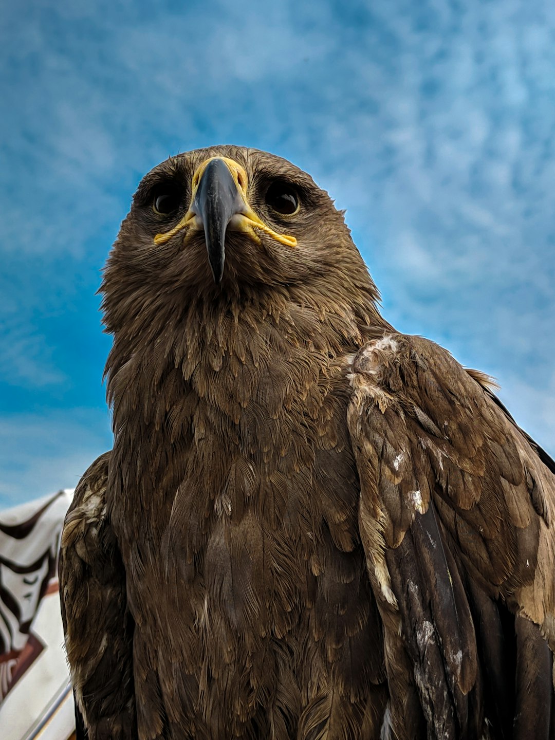  view of golden eagle hawk