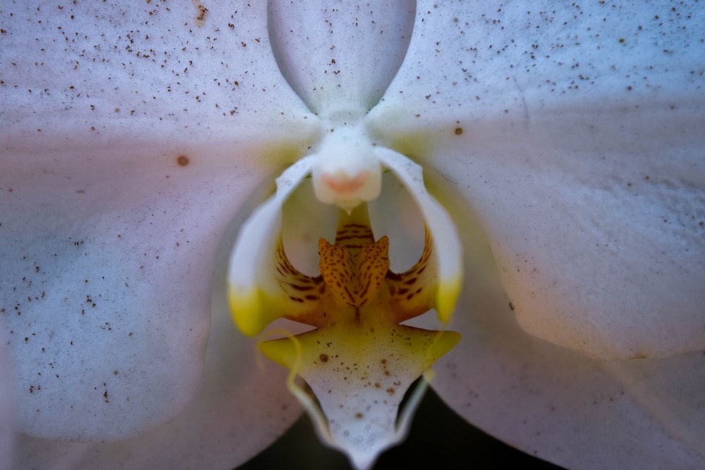 yellow and white flower close-up photo