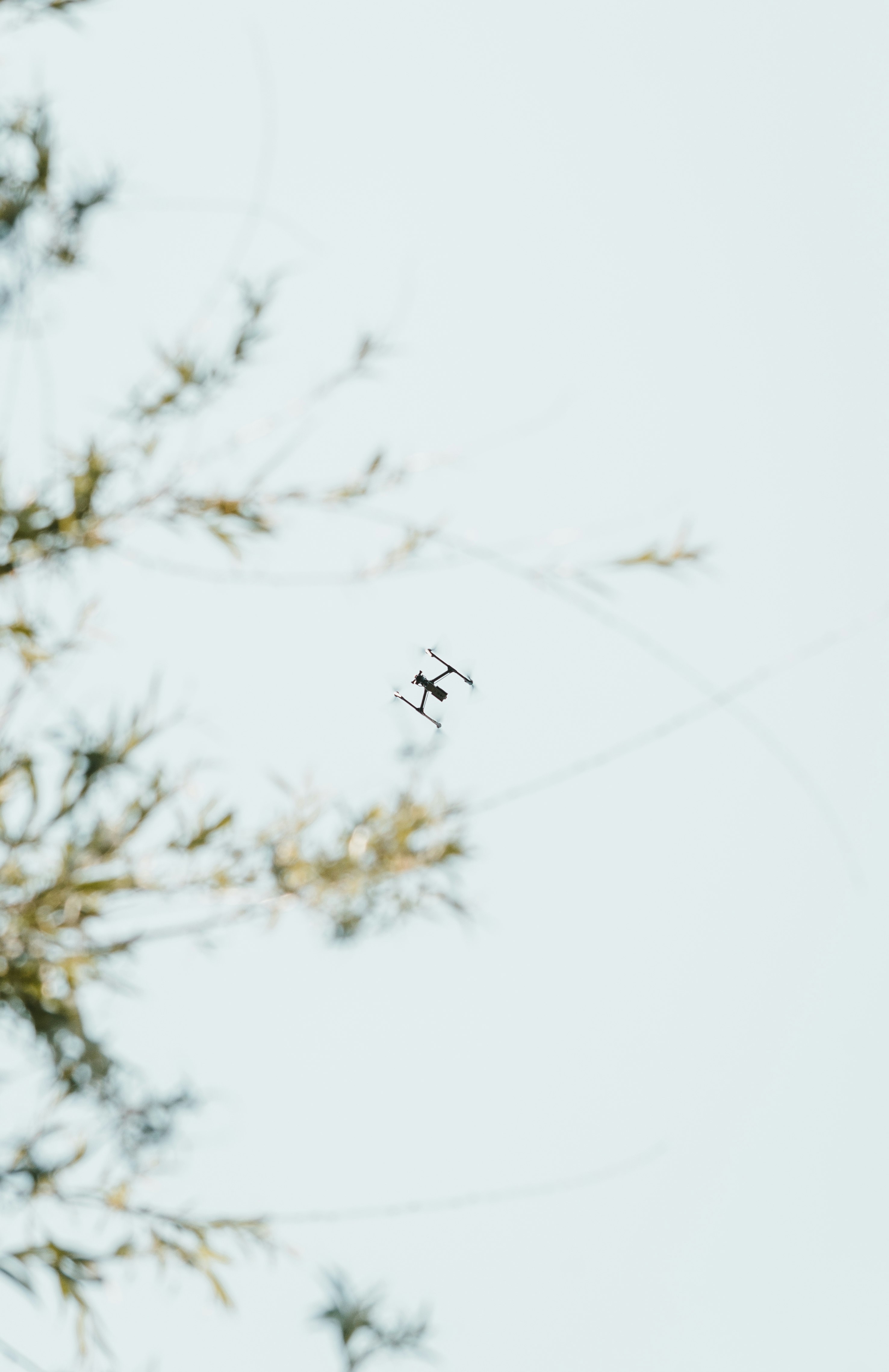 insect flying close-up photography