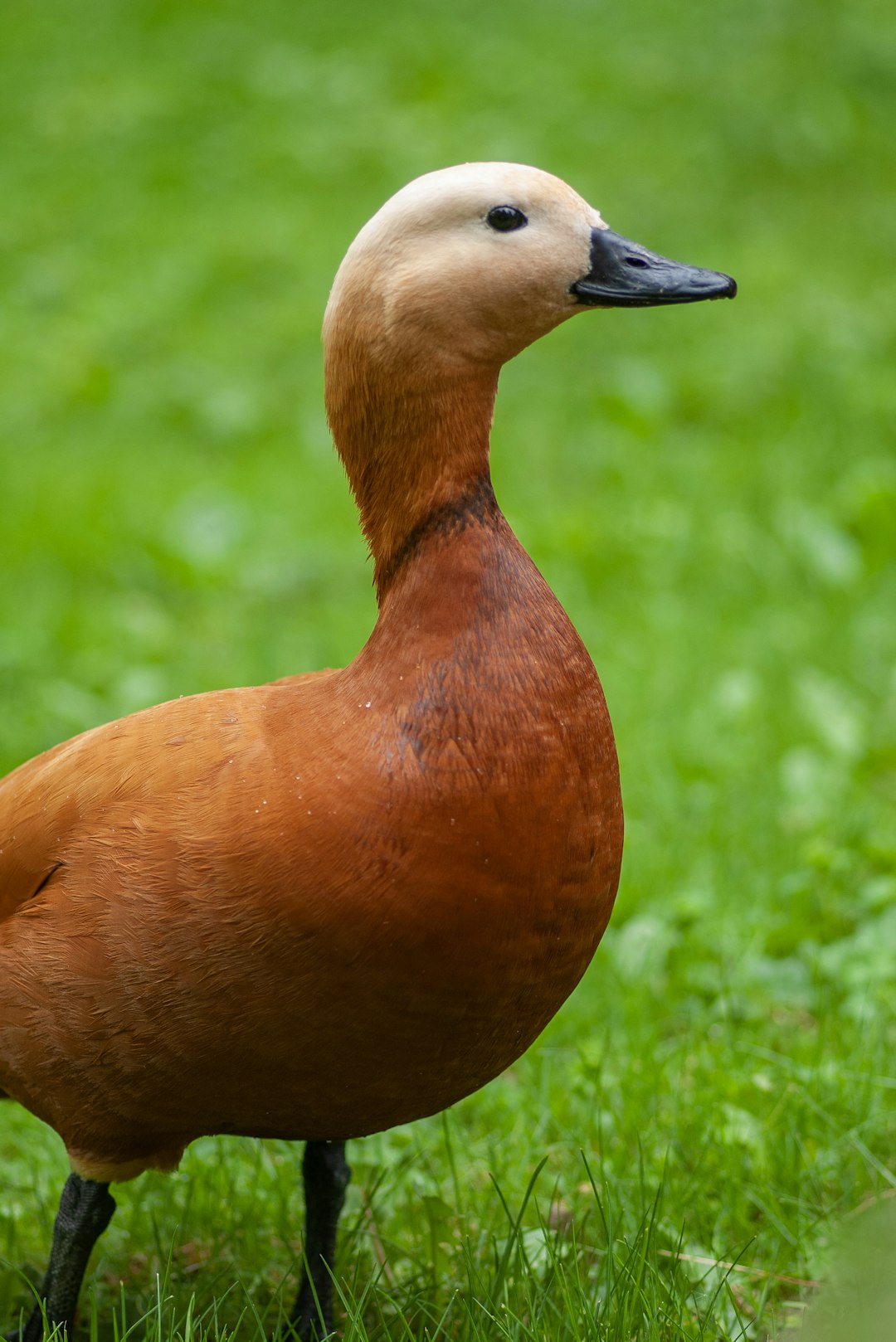 duck on grass