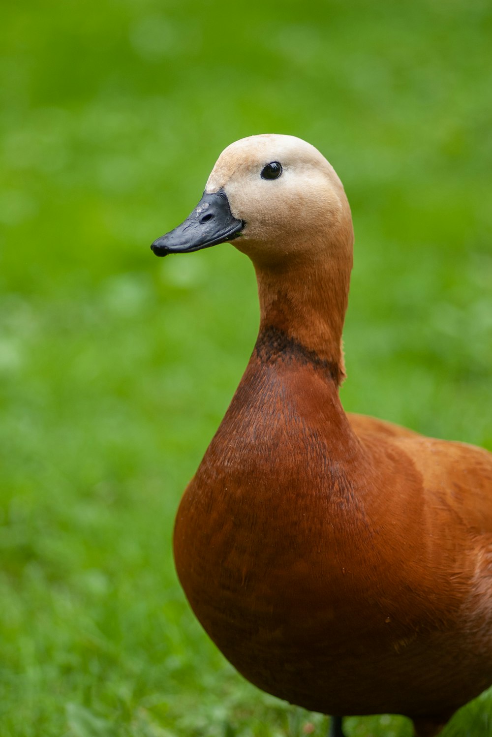 brown duck