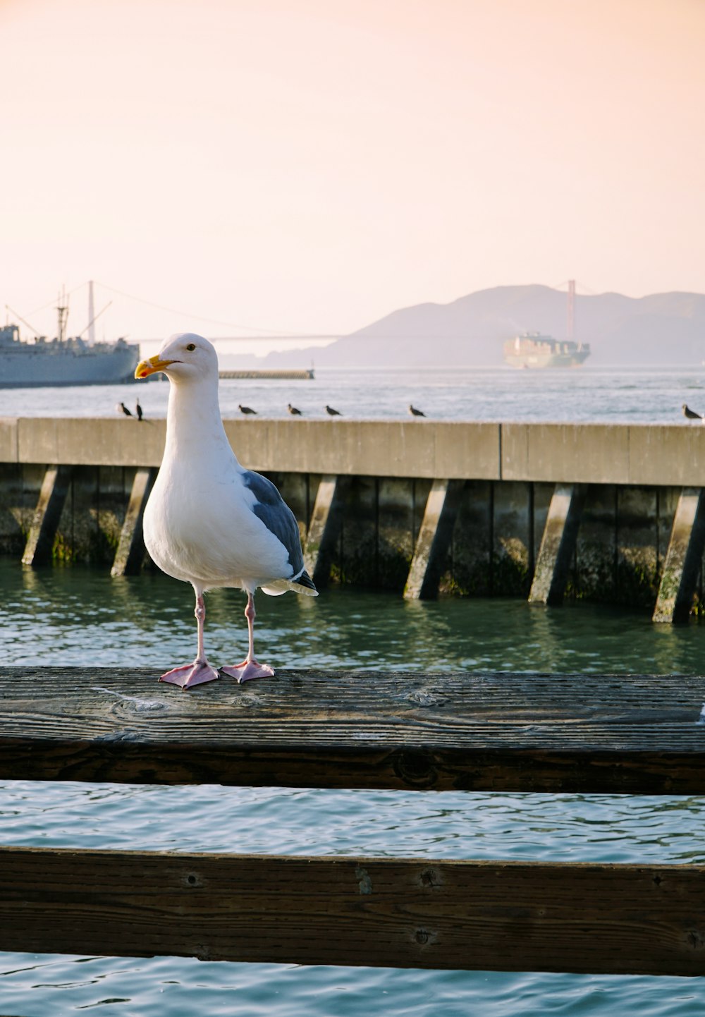 seagull on wooden dock