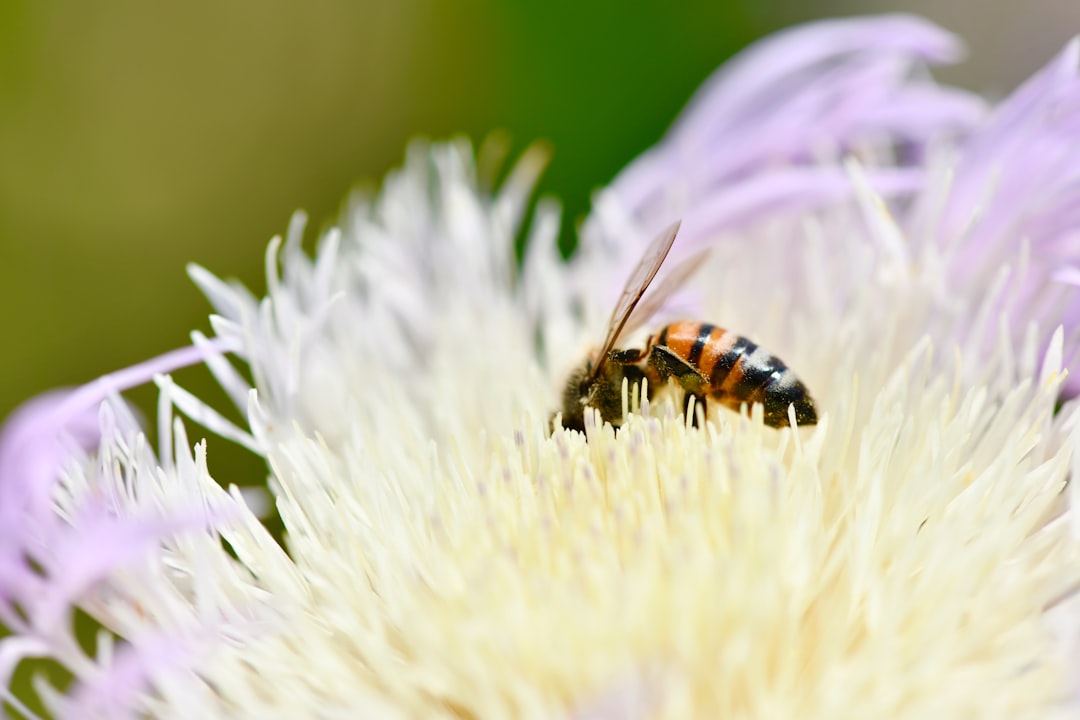 brown and black bee perching on white flower