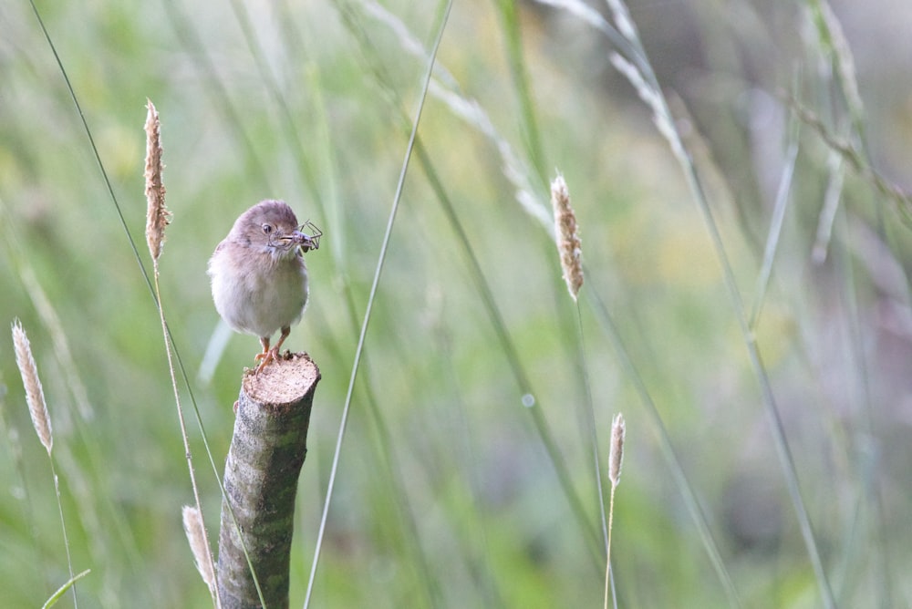 bird on cut branch during daytime