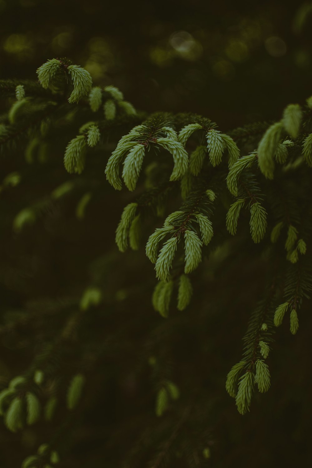 green-leafed tree