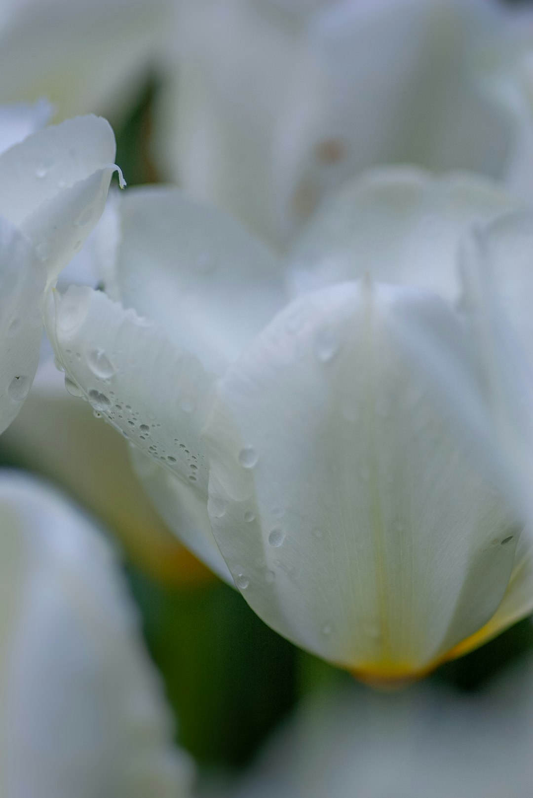 white petaled flower close-up photography