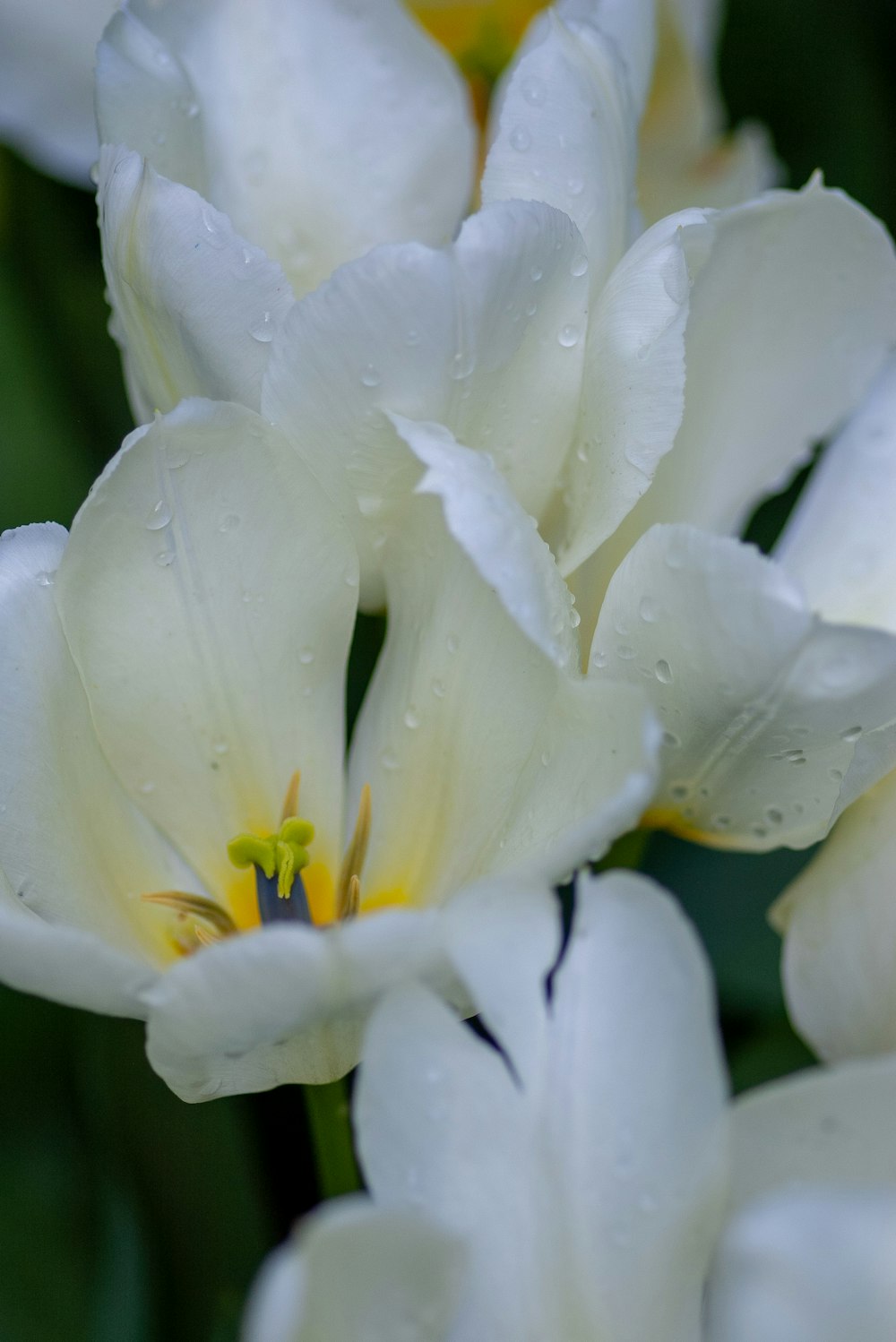 flores de pétalos blancos