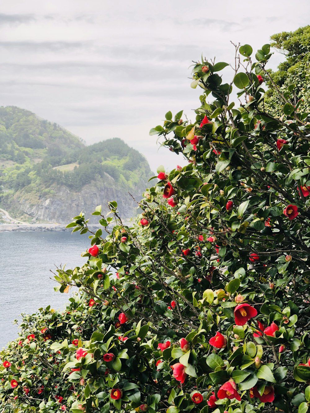 red flowers blooming near body of water