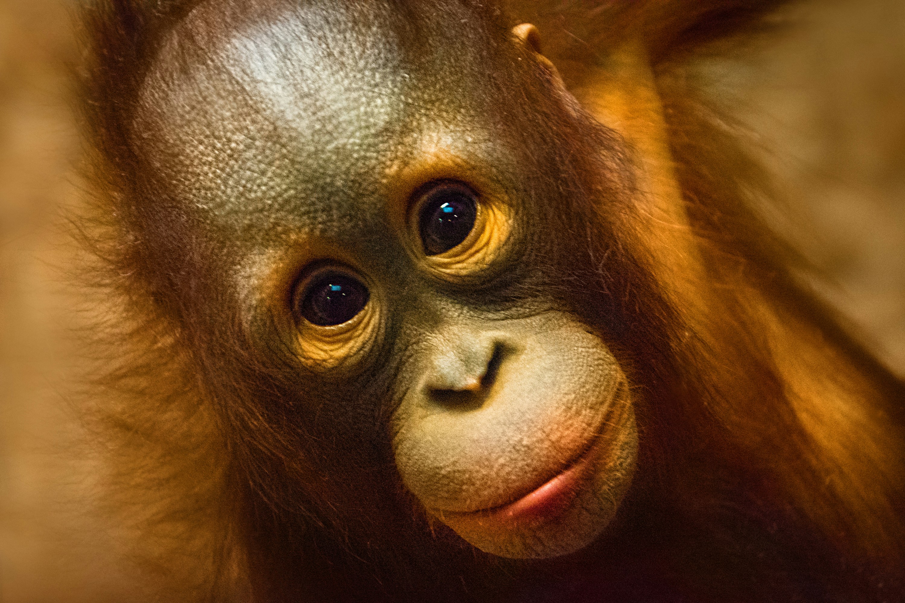 Sepilo Orang-utan Sanctuary