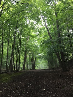 A serene forest path surrounded by tall, verdant trees with a thick canopy. The ground is dark and earthy, leading to a misty atmosphere further down the path. Light filters softly through the lush leaves, creating a peaceful, natural scene.