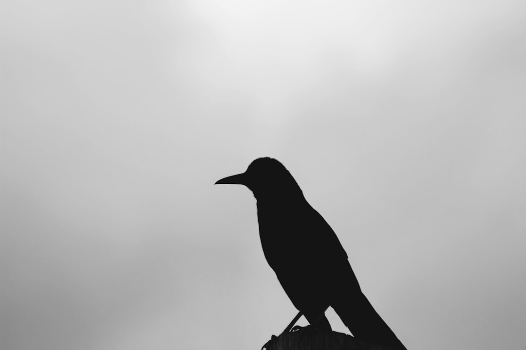 silhouette of bird