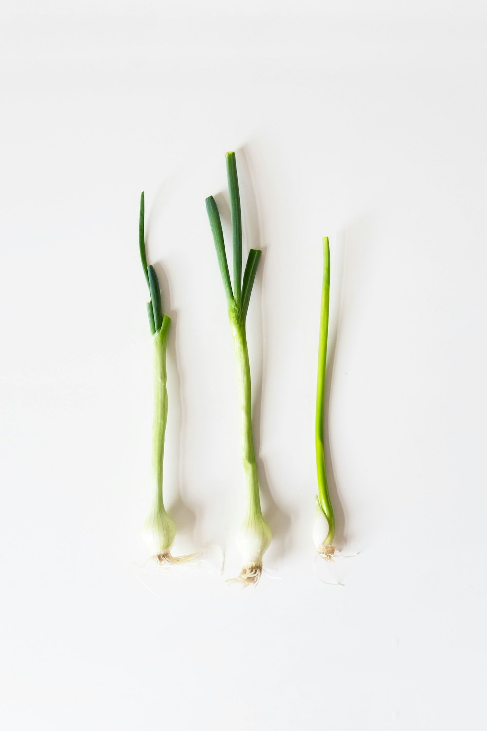 green spring onions