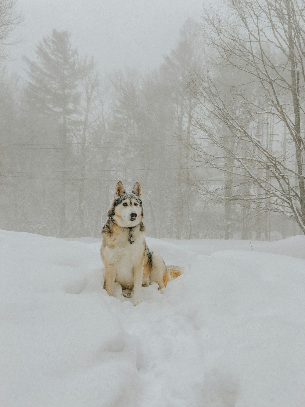 brauner und schwarzer großer Hund, der auf schneebedecktem Boden sitzt