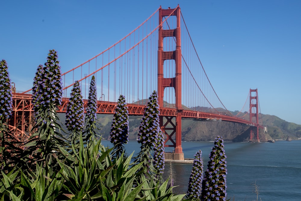 Golden Gate Bridge under clear blue sky