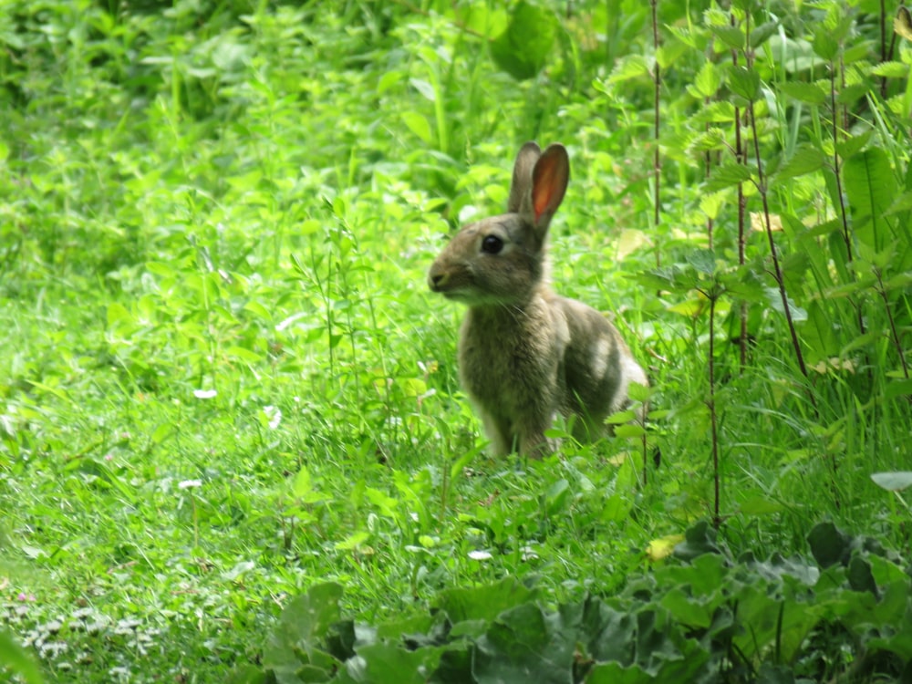 rabbit standing on grass field during daytime