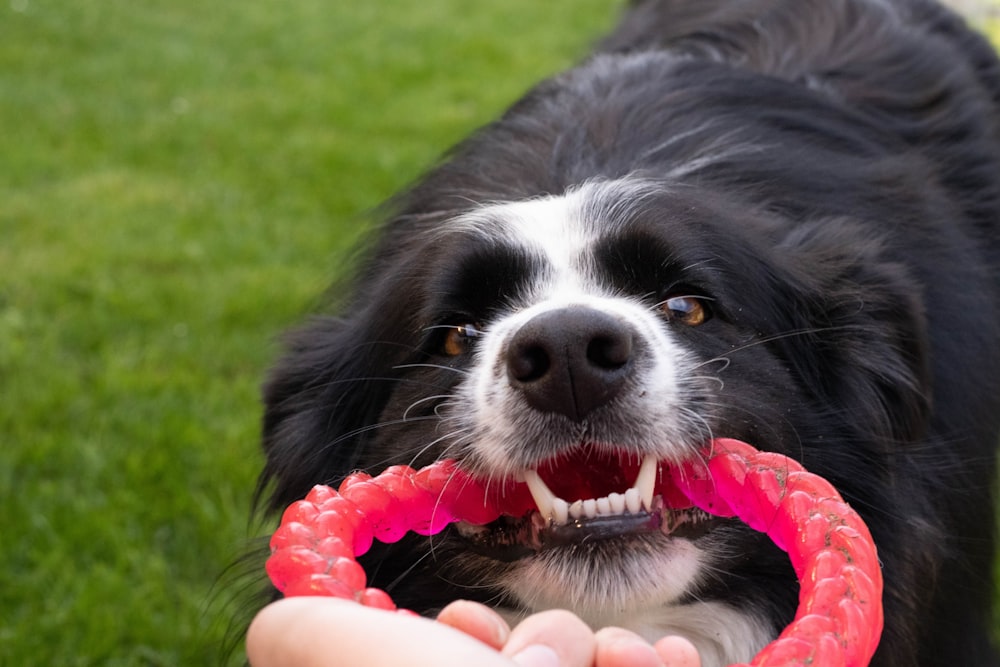 dog biting pink rubber