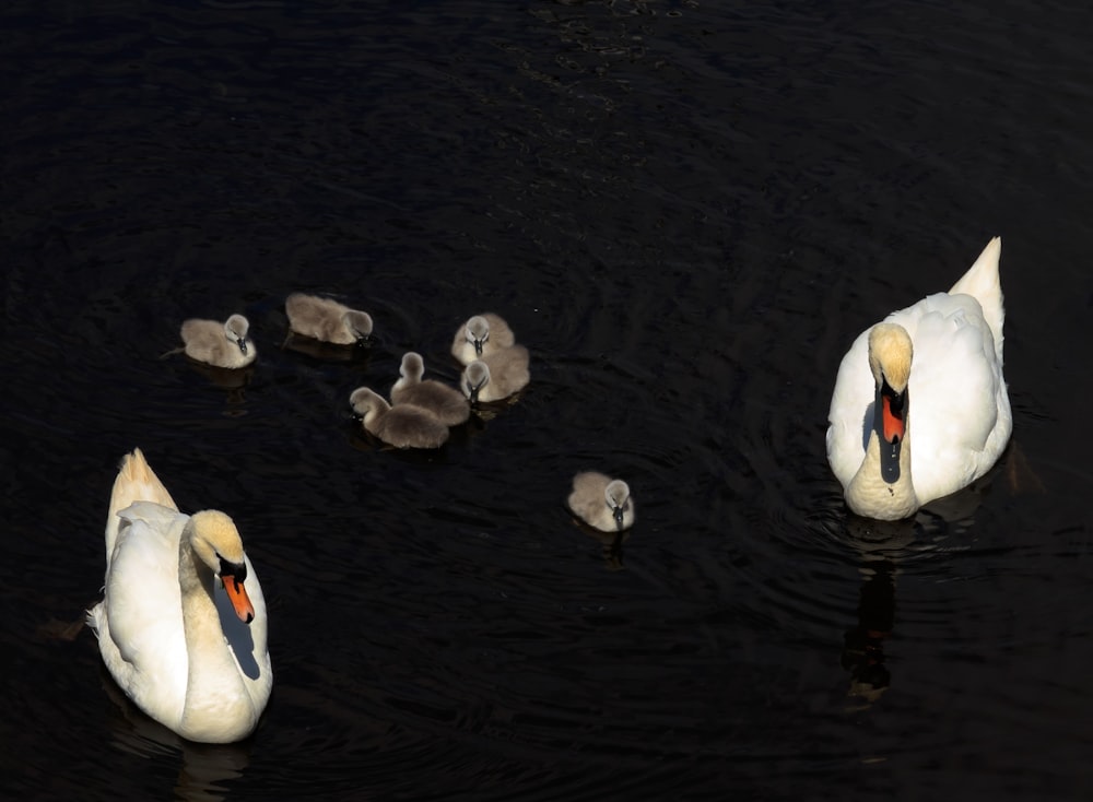 Un grupo de cisnes nadando en la cima de un lago