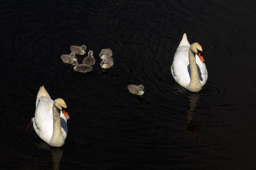 two white swans