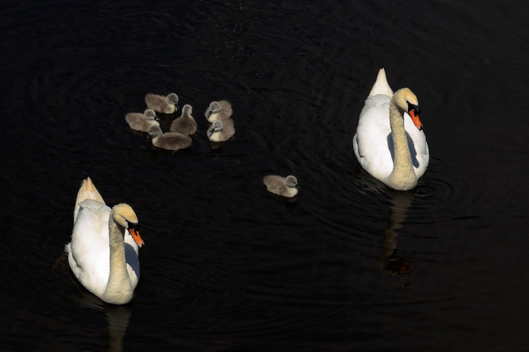 Wildlife photo spot 28 Harbour Rd Pentland Hills