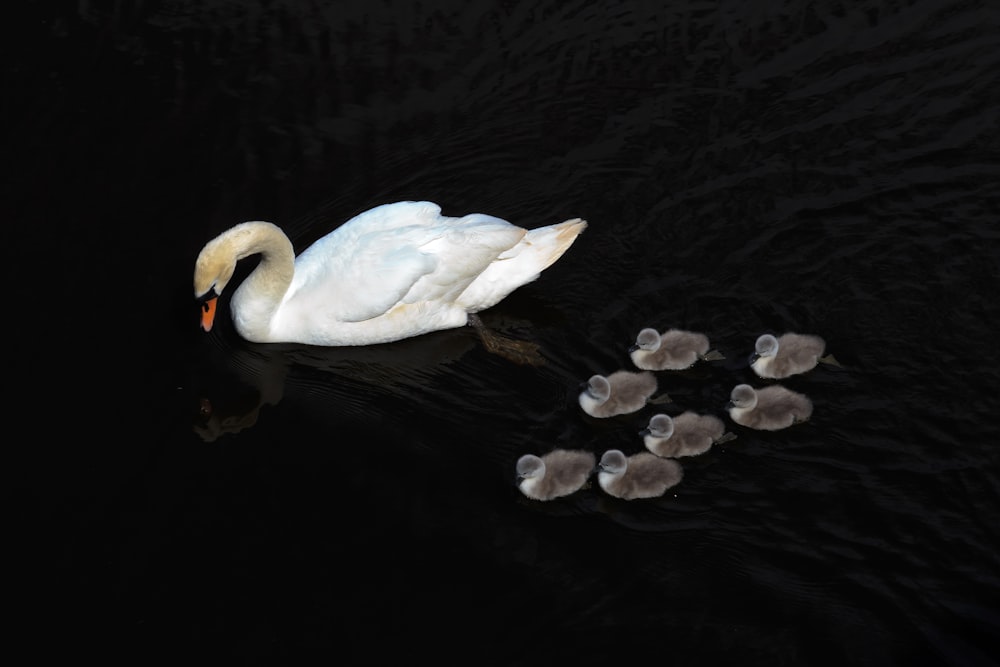 selective focus photography of swan