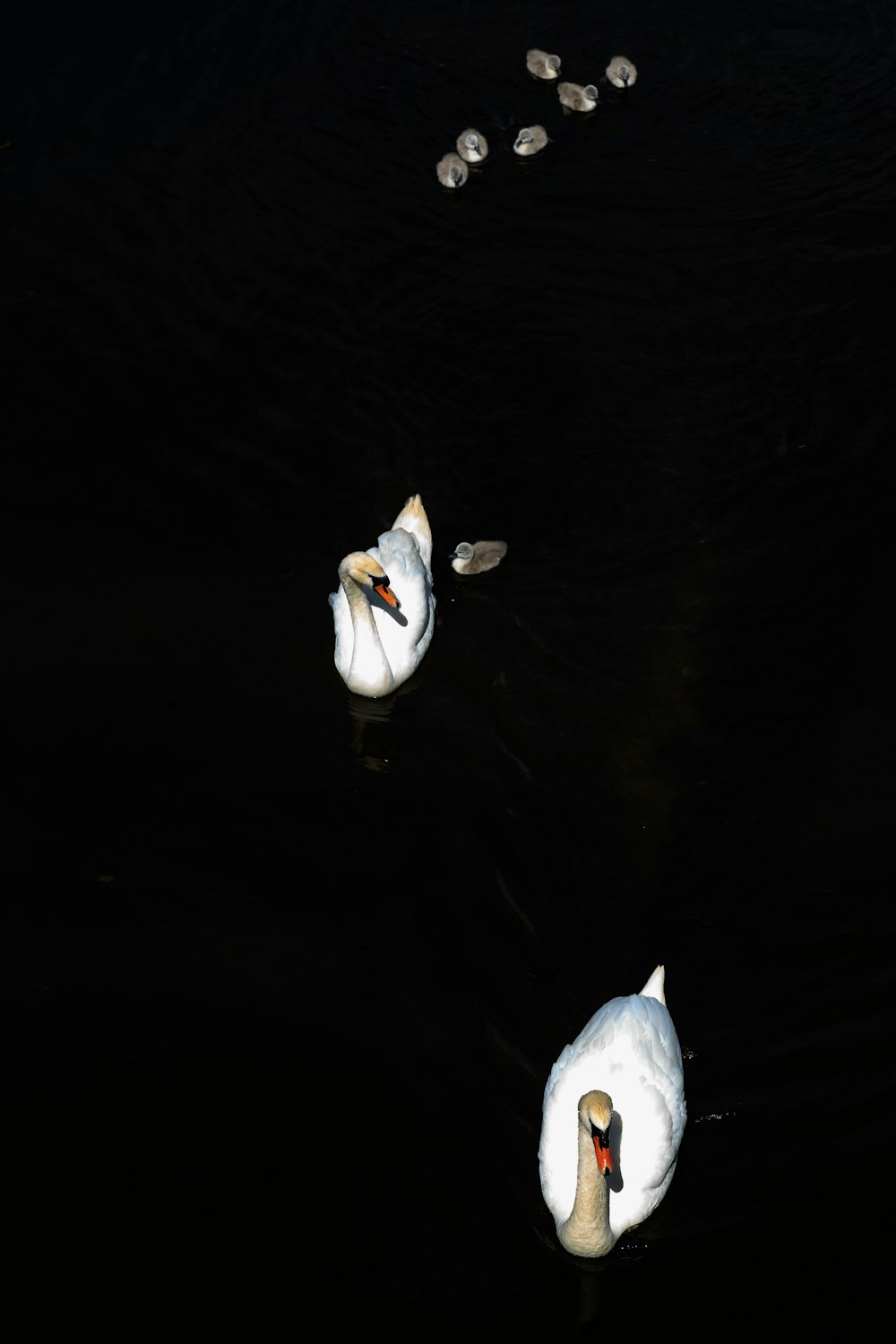 Dos cisnes blancos