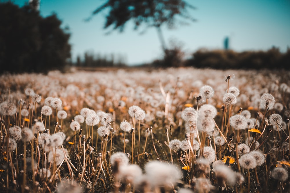 selective focus photography of bed of white flowers